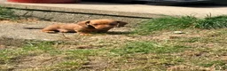 Miniature Dachshund dogs for sale: KC registered Miniature Smooth haired Dachshund  - Advert 20