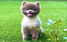 Pomeranian dogs for stud: Beautiful Lilac / Lavender Pomeranian at Stud in Luton - Image 2