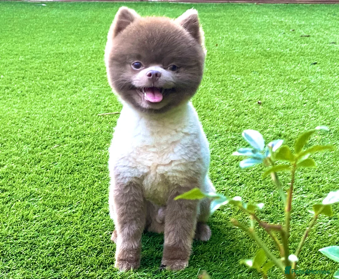 Pomeranian dogs for stud: Beautiful Lilac / Lavender Pomeranian at Stud in Luton - Advert 2