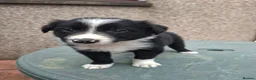 Border Collie dogs for sale: Gorgeous collie pups  - Advert 5
