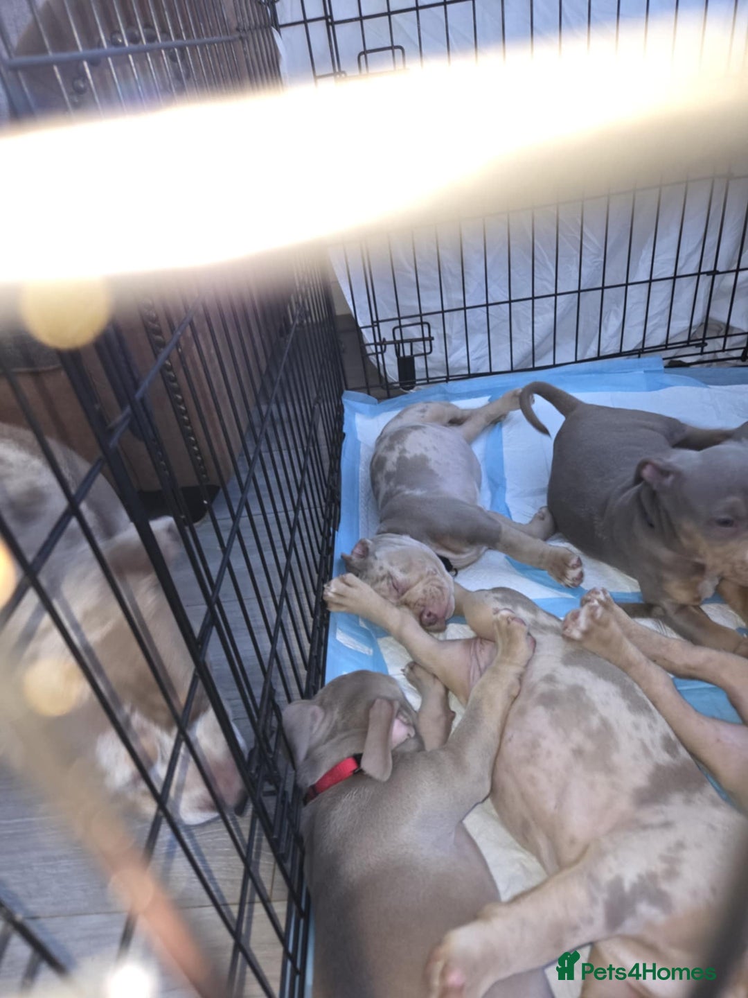American Bully dogs for sale: American pocket bullys - Image 5