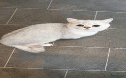 British Shorthair cats for sale: Lapcat GCCF Silver British Shorthair Kitten. in Lancaster - Image 9
