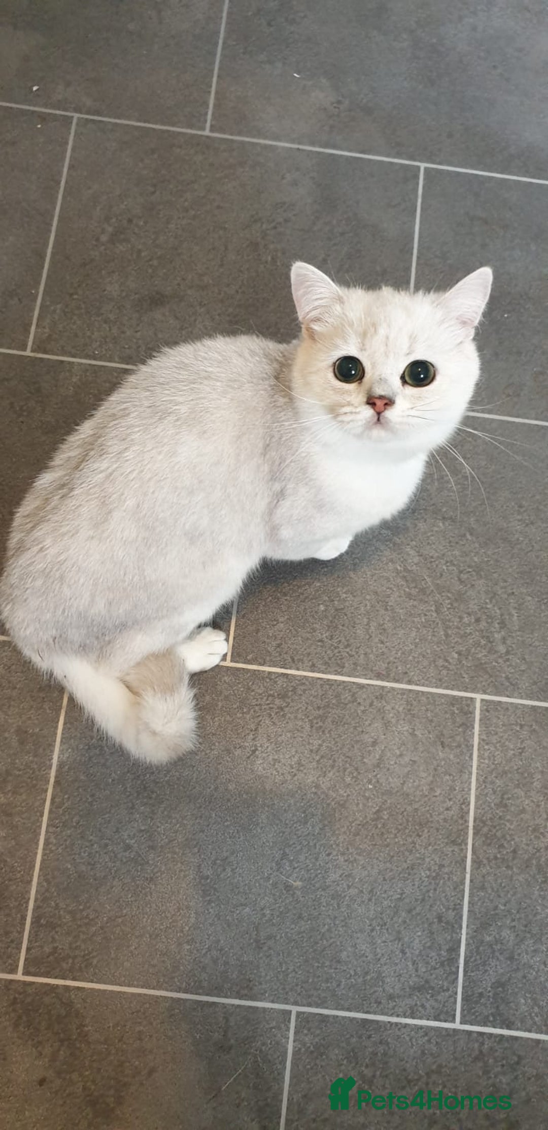 British Shorthair cats for sale: Lapcat GCCF Silver British Shorthair Kitten. in Lancaster - Image 9