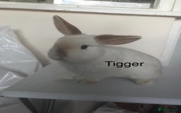 Mini Lop rabbits for sale: Adult Mini Lop Bunnies Available For Rehoming - Image 5