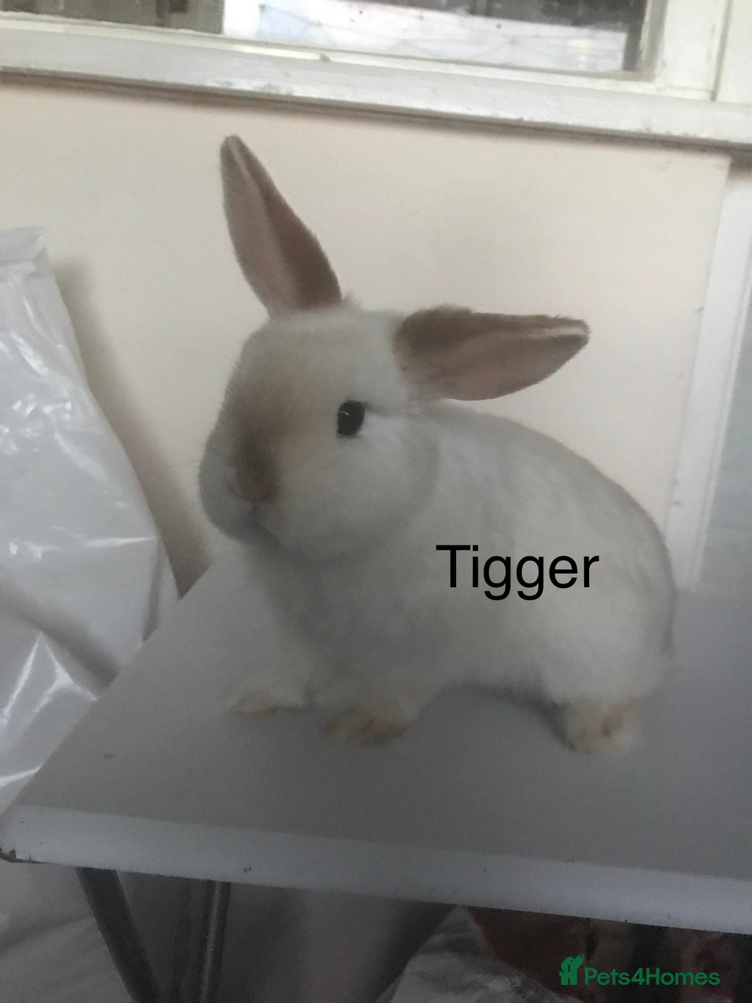 Mini Lop rabbits for sale: Adult Mini Lop Bunnies Available For Rehoming - Image 5