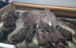 Lagotto Romagnolo dogs for sale: Beautiful Lagotto Romagnolo girls, KC reg - Image 8