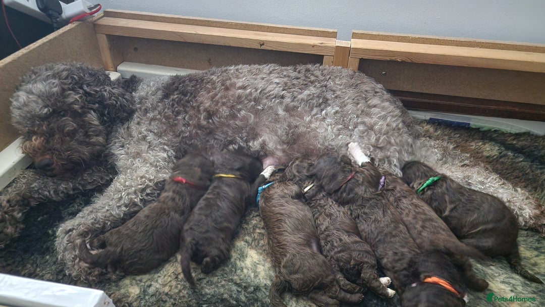 Lagotto Romagnolo dogs for sale: Beautiful Lagotto Romagnolo girls, KC reg - Image 8