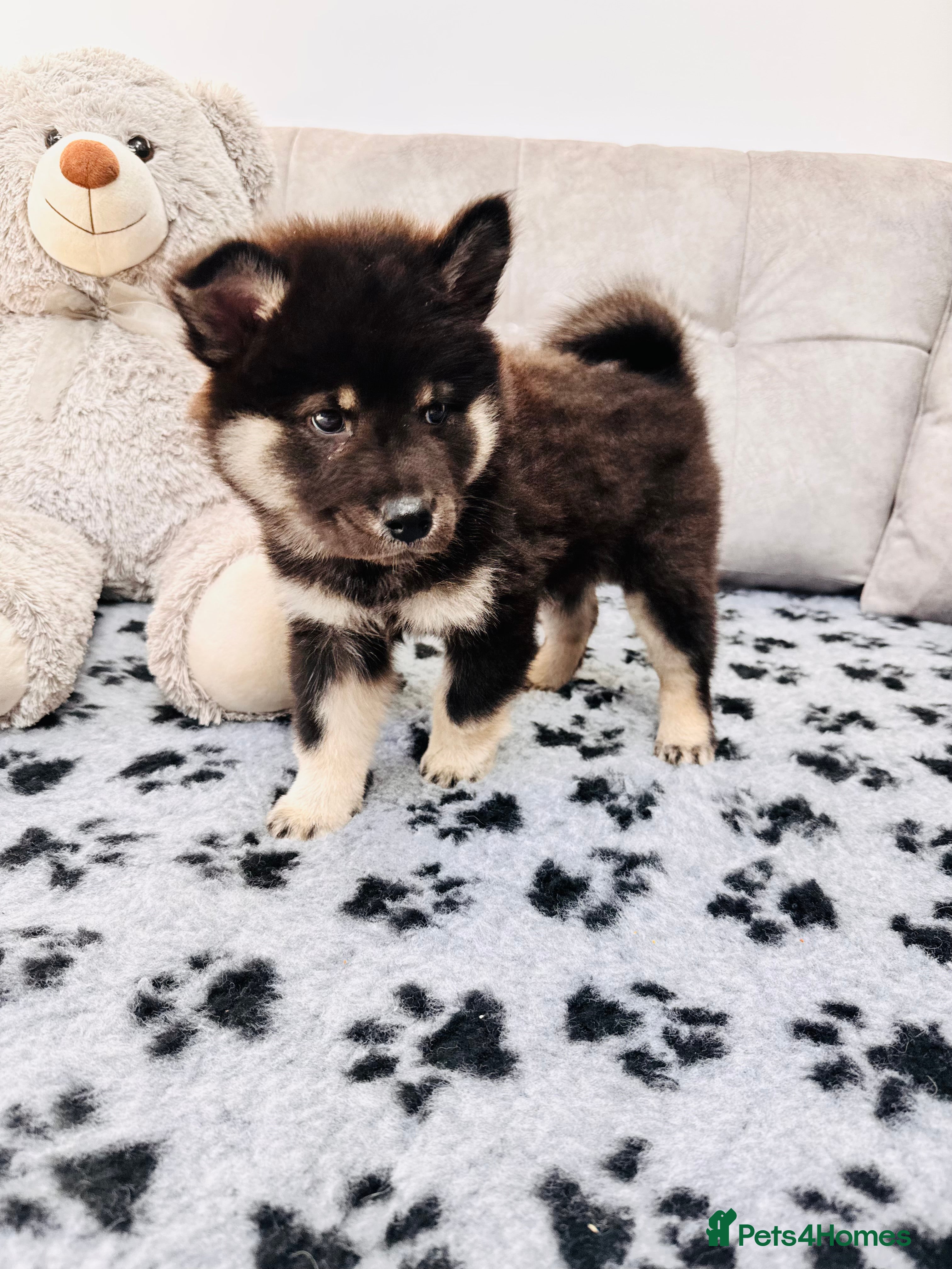 Eurasier dogs Eurasier Puppies - Kennel Club Registered  - Advert 2