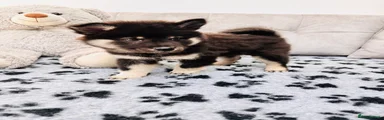 Eurasier 6