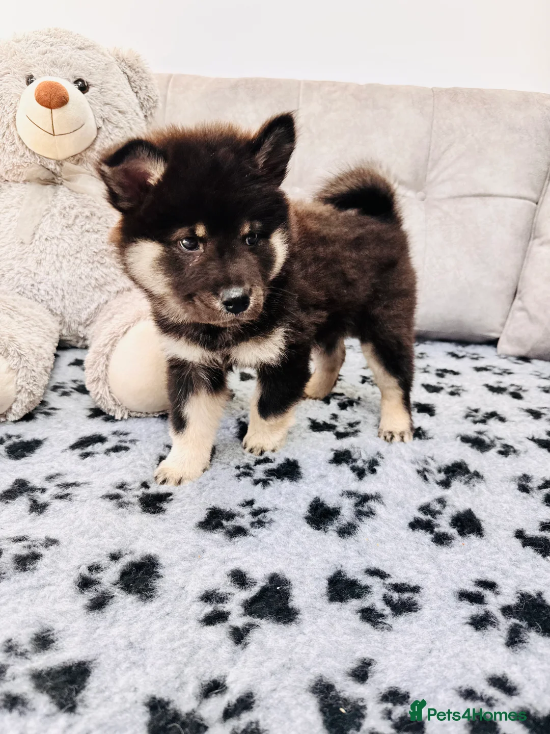 Eurasier dogs for sale: Eurasier Puppies - Kennel Club Registered  - Advert 2