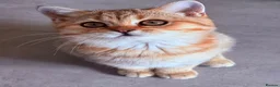 British Shorthair cats for sale: Ready Now /GCCF Golden BSH Kittens  - Advert 17