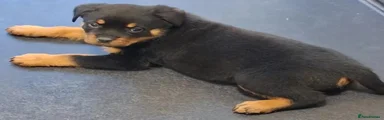 Rottweiler 1