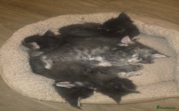 Maine Coon cats for sale: Maine Coon kittens  - Advert 34