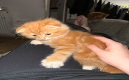 Scottish Fold cats for sale: Scottish fold/straight babies - Image 4