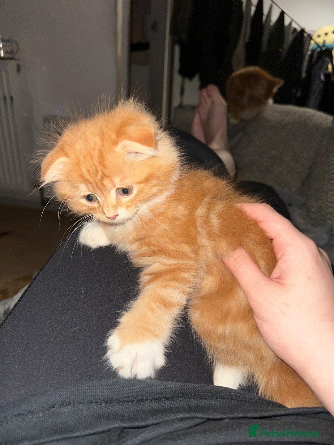 Scottish Fold cats for sale: Scottish fold/straight babies - Image 4