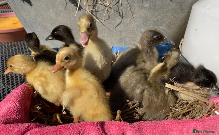 Ducks poultry - Advert 11