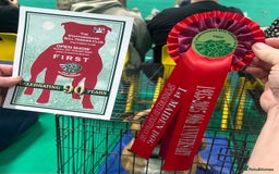 Staffordshire Bull Terrier dogs for stud: 🥨 Top Quality Red SBT Stud 🥨 - Image 22
