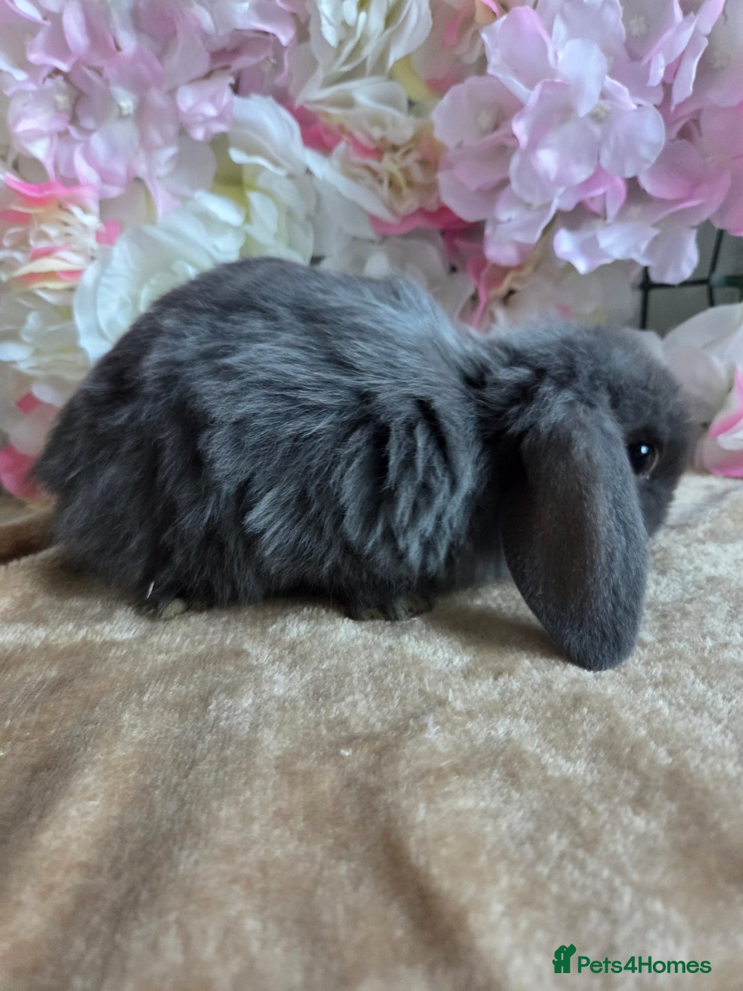 Mini Lop rabbits for sale: Mini lop & mini rex babies available  - Advert 14