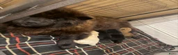 Chow Chow dogs for sale: Chow chow puppy - Advert 7