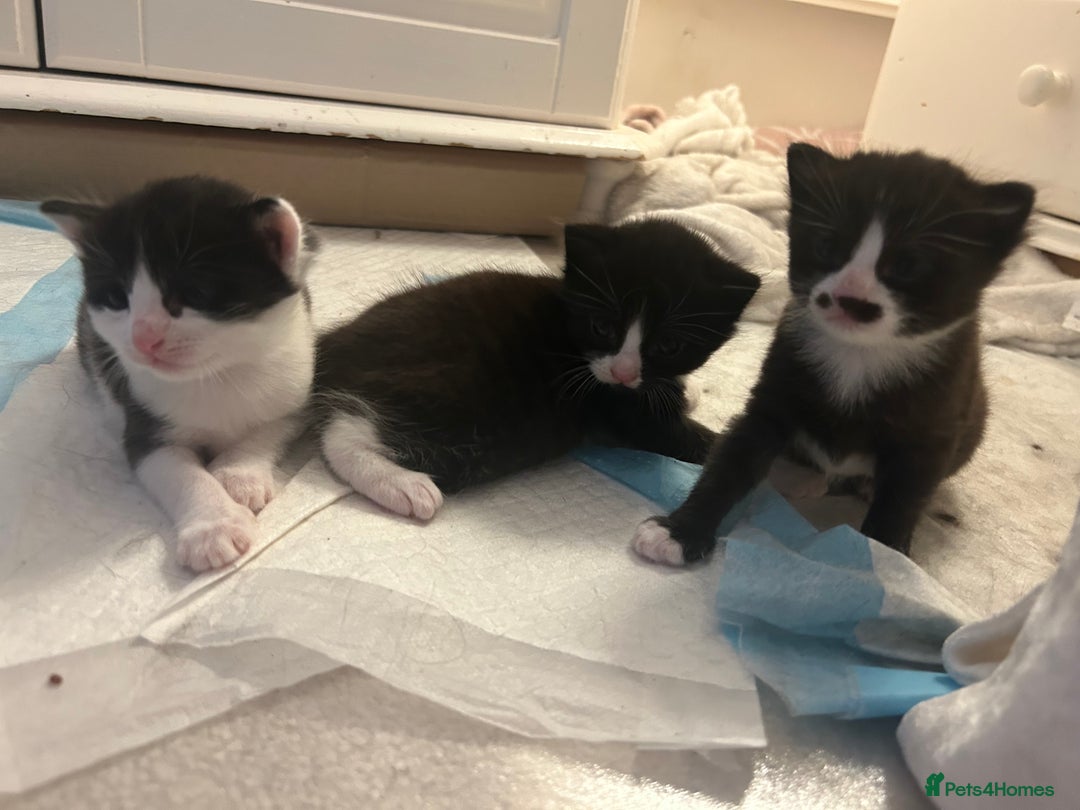 Mixed Breed cats for sale: 3 ragdoll mix kittens  - Image 17