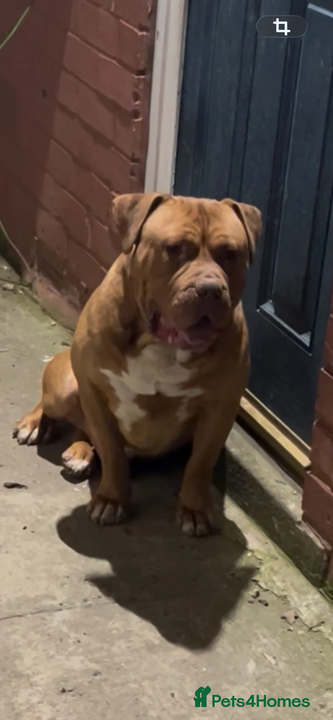 American Bull Staffy dogs for sale: 2 year old male - Advert 1