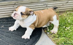 English Bulldog dogs for sale: LOGGERHEADS CHUNKY ENGLISH BULLDOG PUPPIES - Image 4