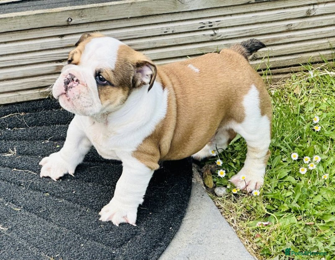 English Bulldog dogs for sale: LOGGERHEADS CHUNKY ENGLISH BULLDOG PUPPIES - Image 4