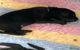 Labrador Retriever dogs for sale: labrador puppies health tested parents in Honiton - Image 17