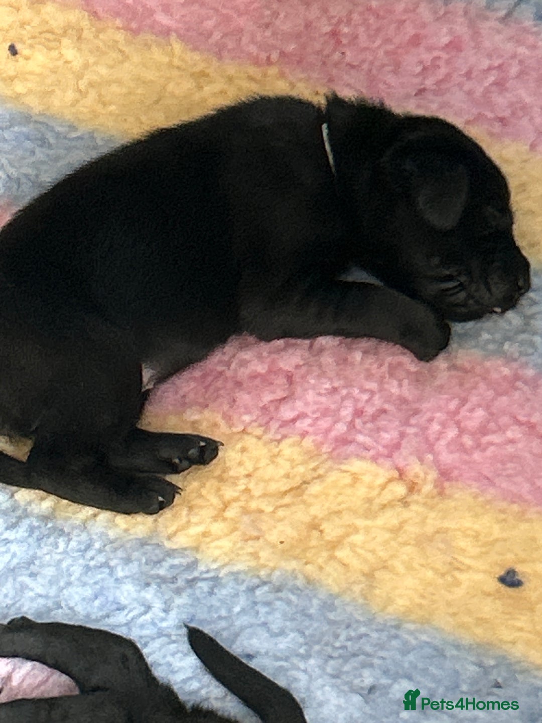 Labrador Retriever dogs for sale: labrador puppies health tested parents in Honiton - Image 17
