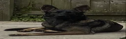 German Shepherd dogs for sale: Working-Line German Shepherd Puppies - Cornwall - Advert 5