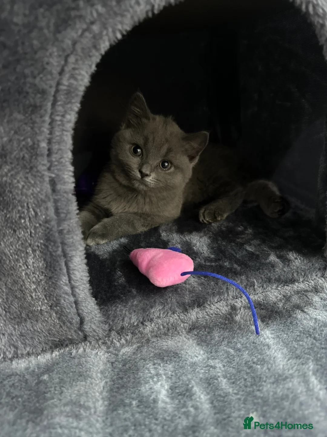 British Shorthair cats for sale: Pedigree British short hair (female)  - Advert 2