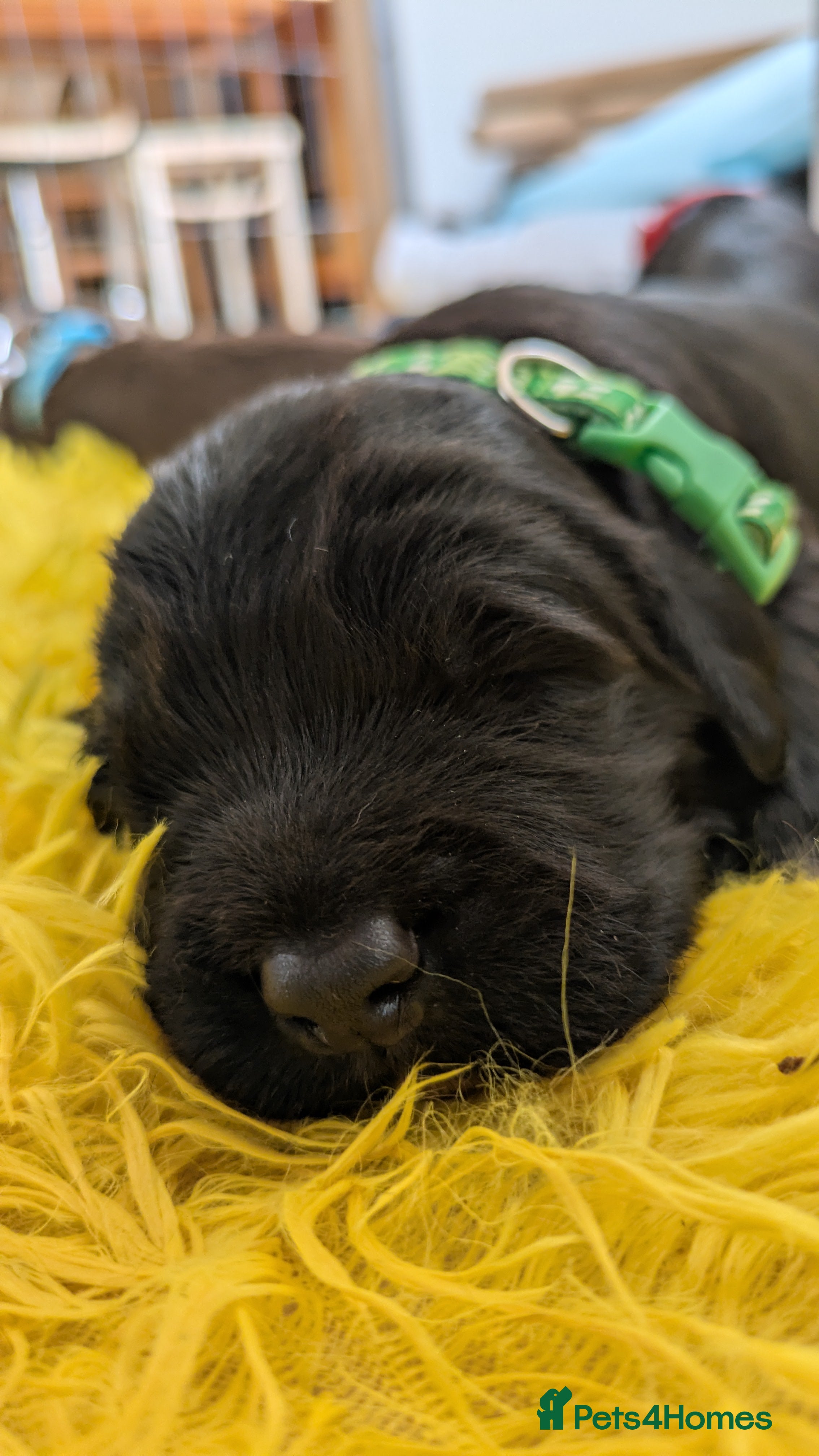 Sprocker dogs for sale: Sprocker puppies in Scunthorpe - Advert 9
