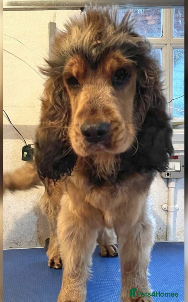 Cocker Spaniel dogs Cocker Spaniel Stud Dog - Advert 2