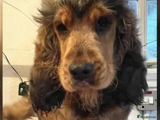 Cocker Spaniel dogs Cocker Spaniel Stud Dog - Advert 2