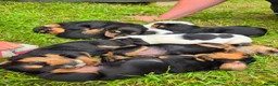 Cocker Spaniel dogs for sale: Cocker Spaniel  Puppies in London - Advert 4