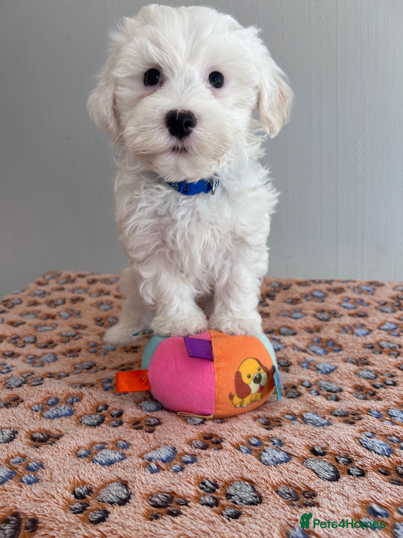 Maltese dogs Beautiful Maltese Puppies  - Advert 2