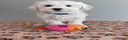 Maltese dogs for sale: Beautiful Maltese Puppies  - Advert 2