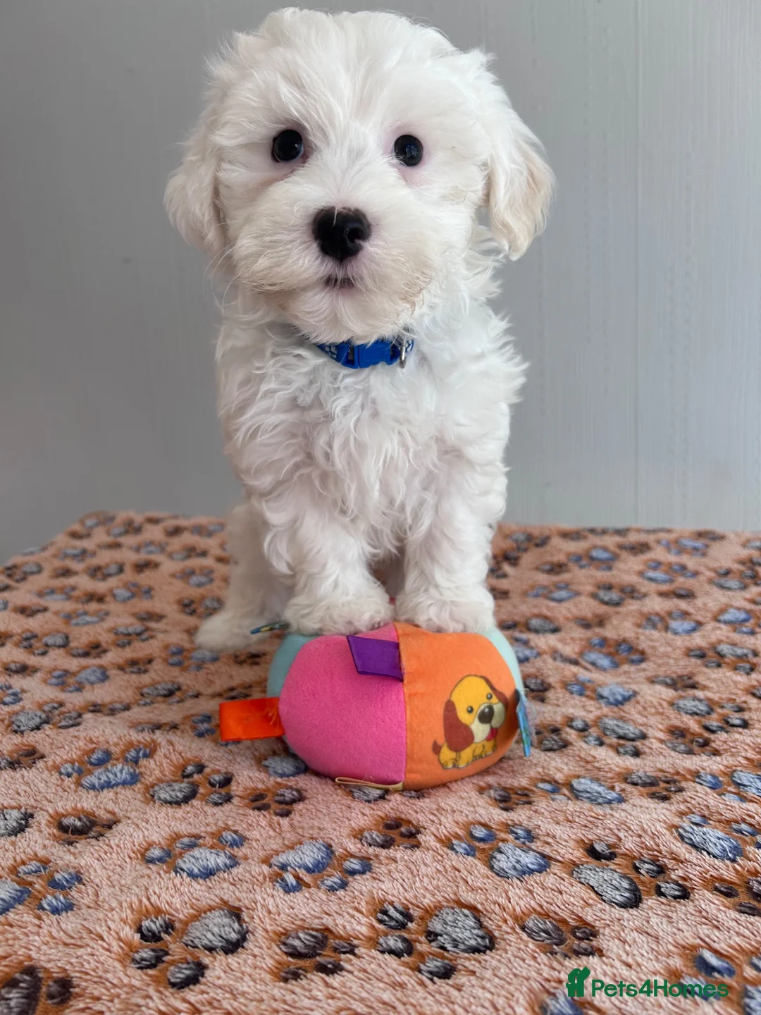 Maltese dogs for sale: Beautiful Maltese Puppies  - Advert 2