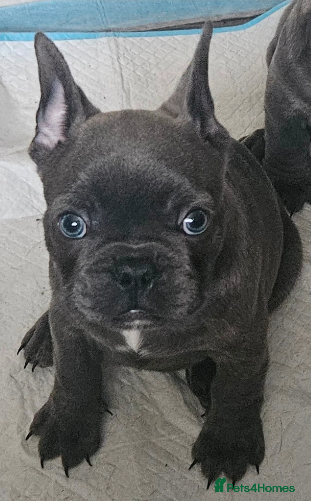 French Bulldog dogs for sale: 2 frenchies  - Advert 2