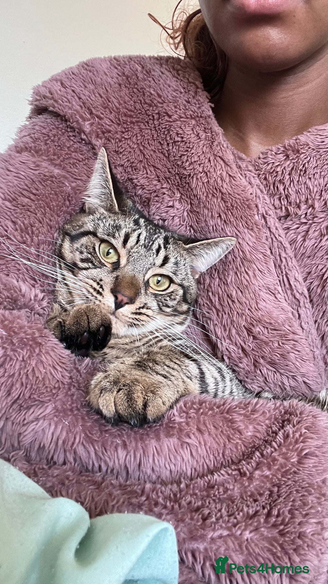 Domestic Shorthair cats for sale: Tiger  - Advert 4