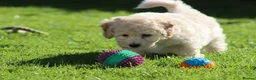 Cavapoochon dogs for sale: Beautiful Cavapoochon puppies for sale - Advert 9