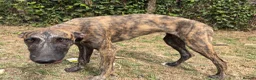 Lurcher dogs for sale: The last 2 lurcher pups.  in Skegness - Advert 14