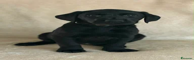 Labrador Retriever 3
