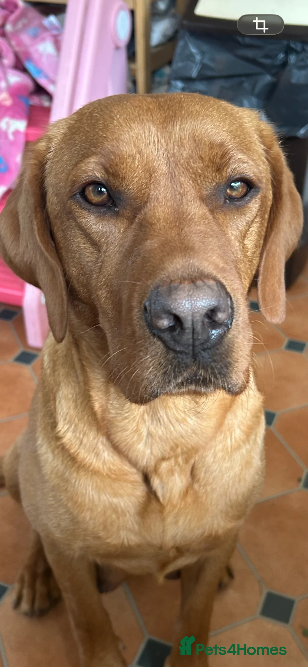 Labrador Retriever dogs for sale: Fox Red Labrador Puppies in Cheltenham - Advert 2