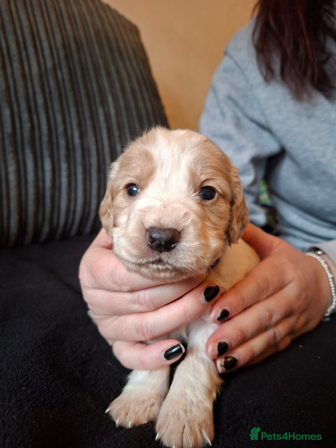 Cocker Spaniel dogs for sale: Beautiful working cocker spaniel puppies for sale - Advert 17