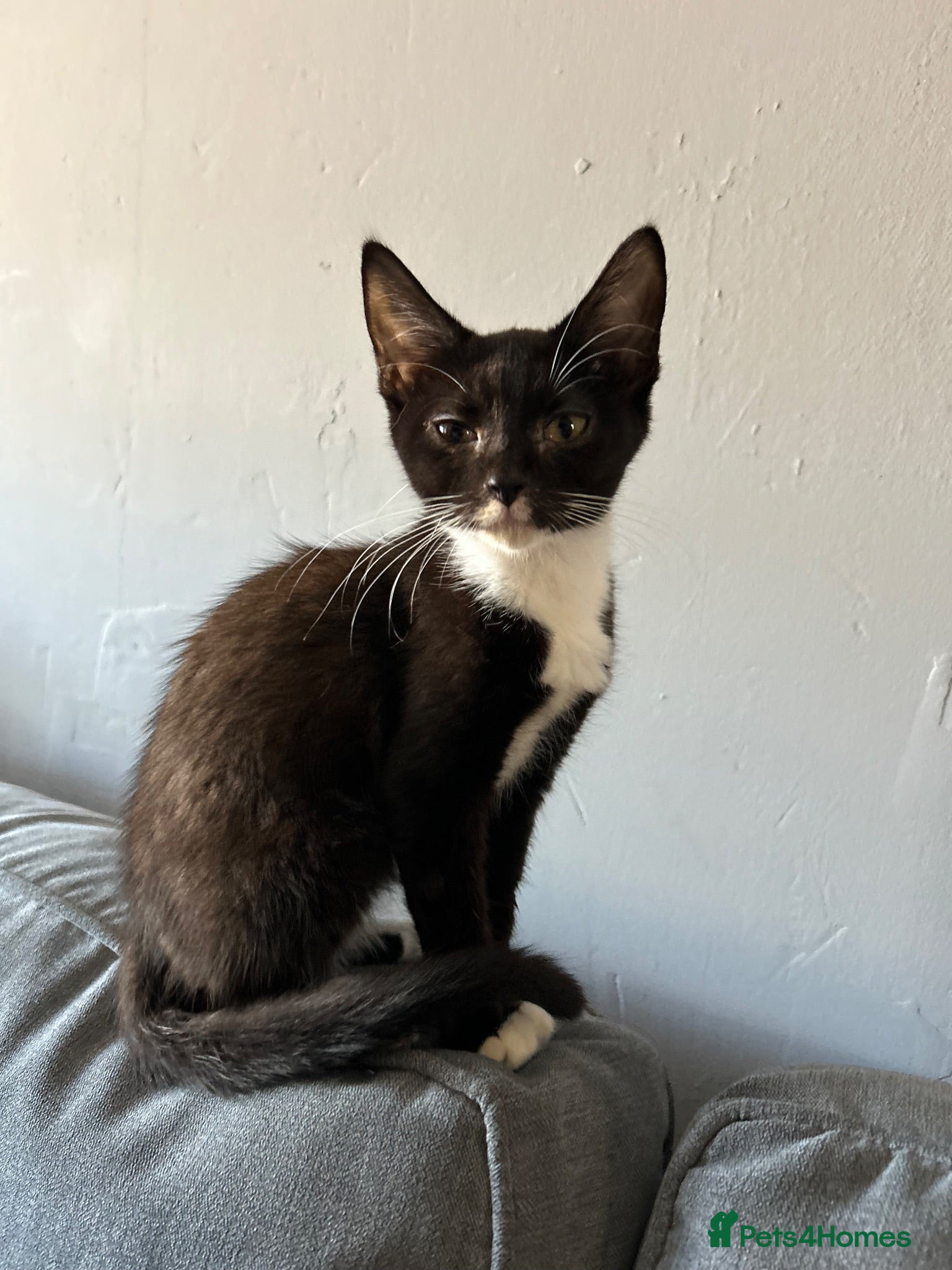 Mixed Breed cats 🚨KITTENS URGENTLY NEEDING HOMES!!!🚨REDUCED - Advert 2