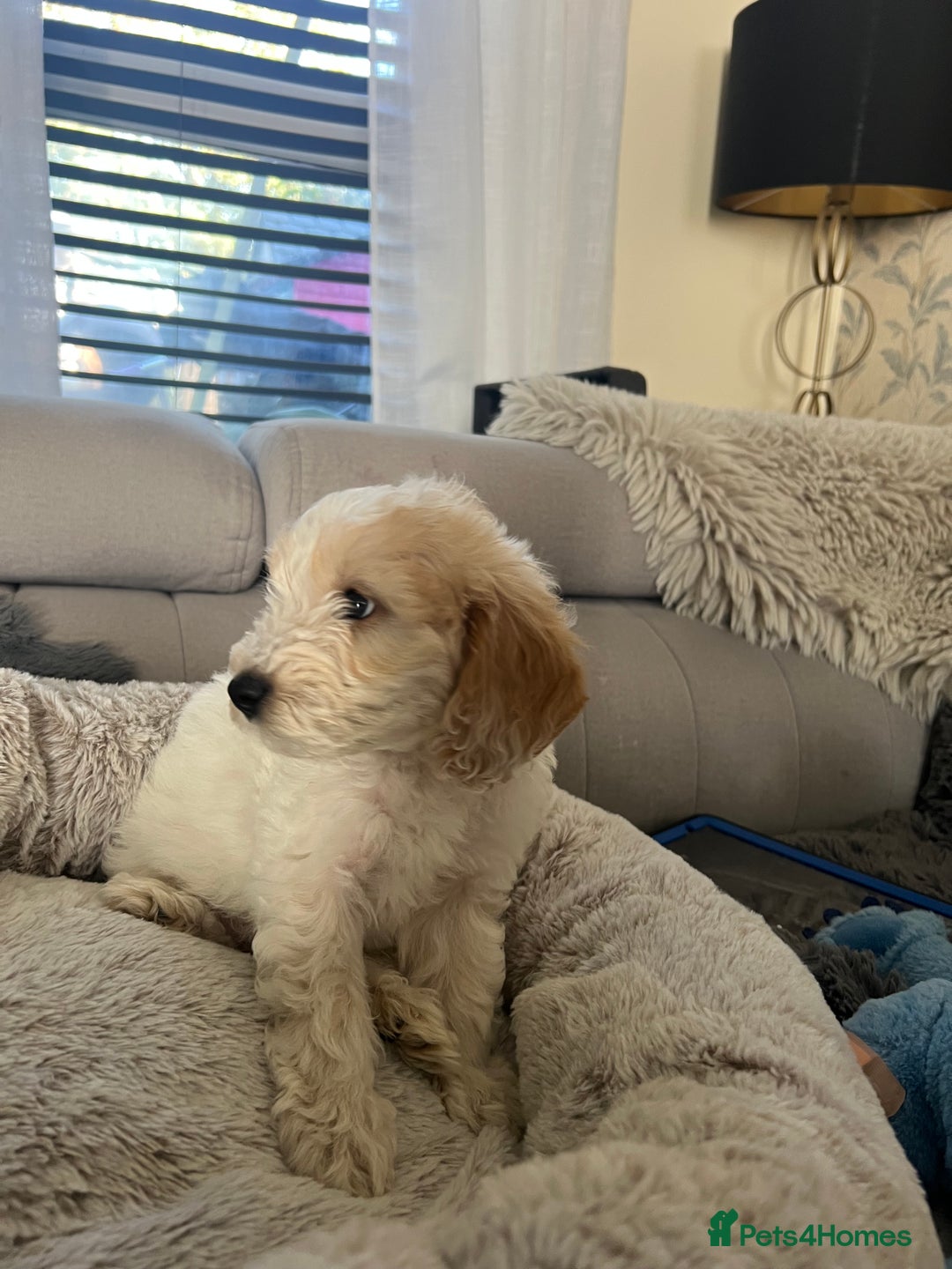 Cockapoo dogs for sale: Adorable Cockapoo Puppies Ready for Loving Homes - Image 3