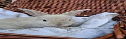 Mini Lop rabbits for sale: 6x Pure breed mini lop baby rabbits - Advert 28