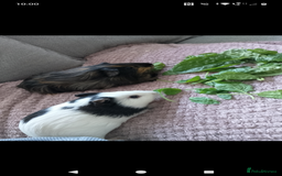 Guinea Pig rodents for sale: Two male guinea pigs 6 months old - Image 5