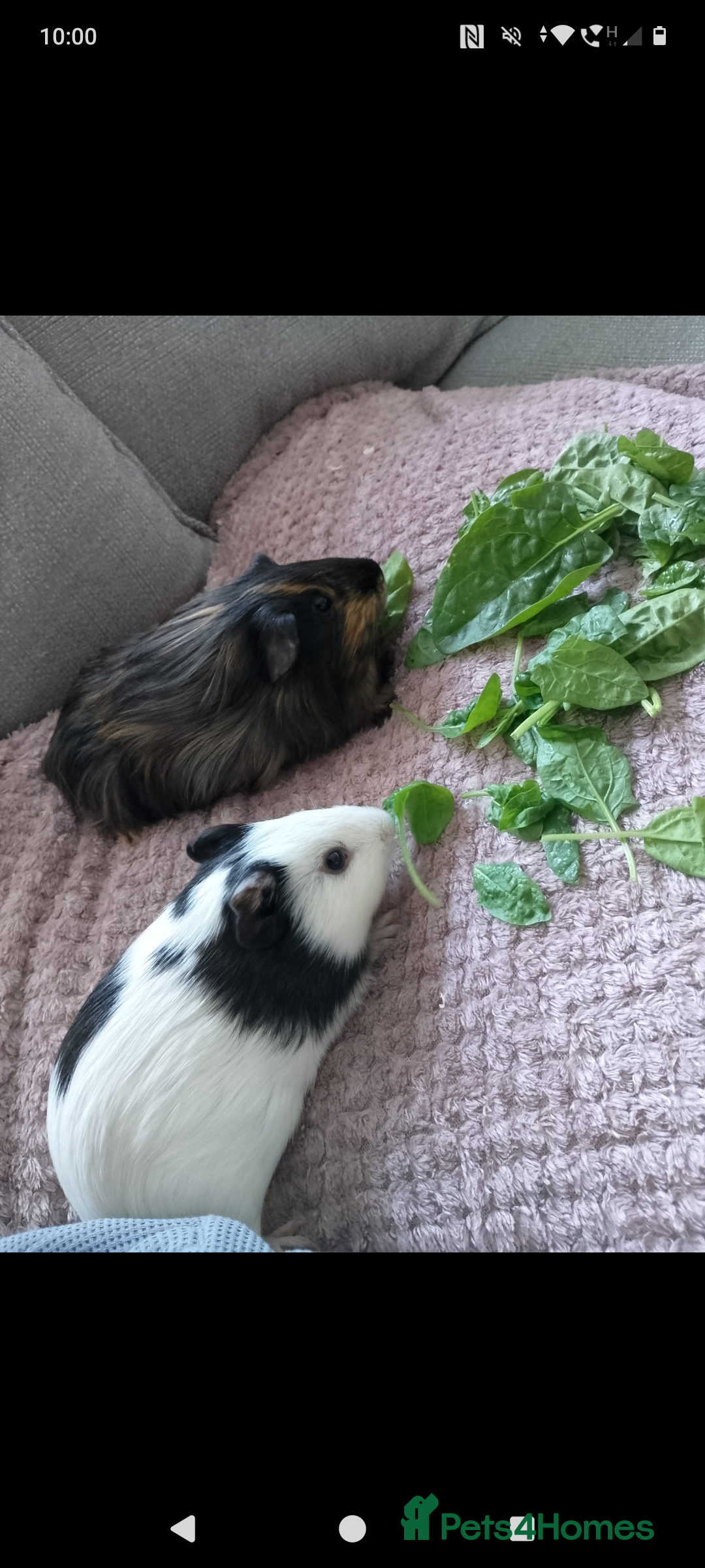 Guinea Pig rodents for sale: Two male guinea pigs 6 months old - Image 5